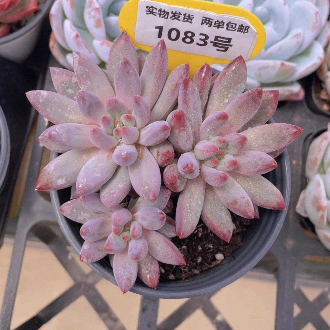 1083号 虞美人群生一个