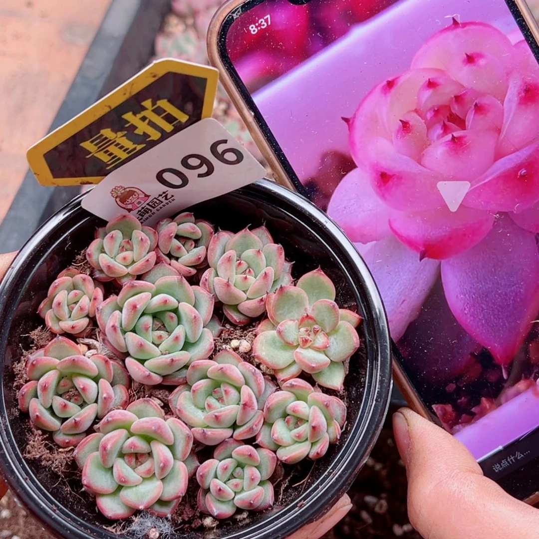 多肉植物多肉植物