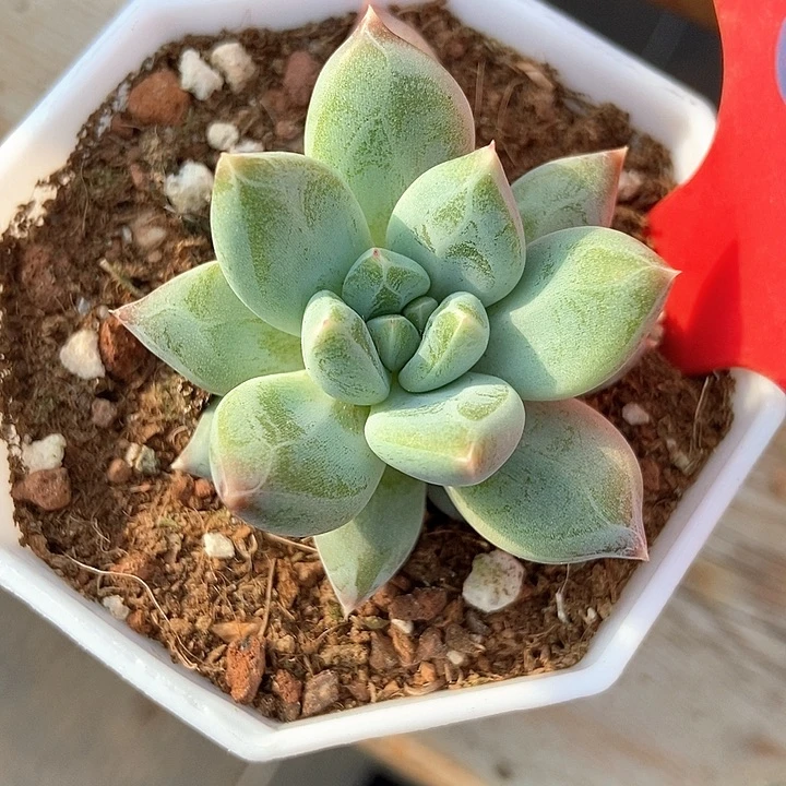 多肉植物伊丽莎白832