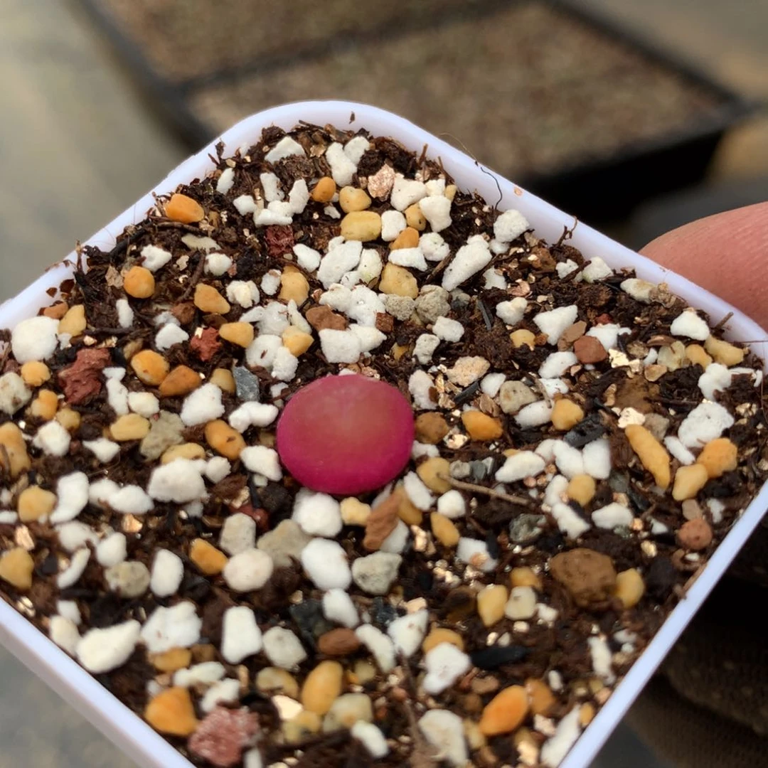 375哈灯母本一颗