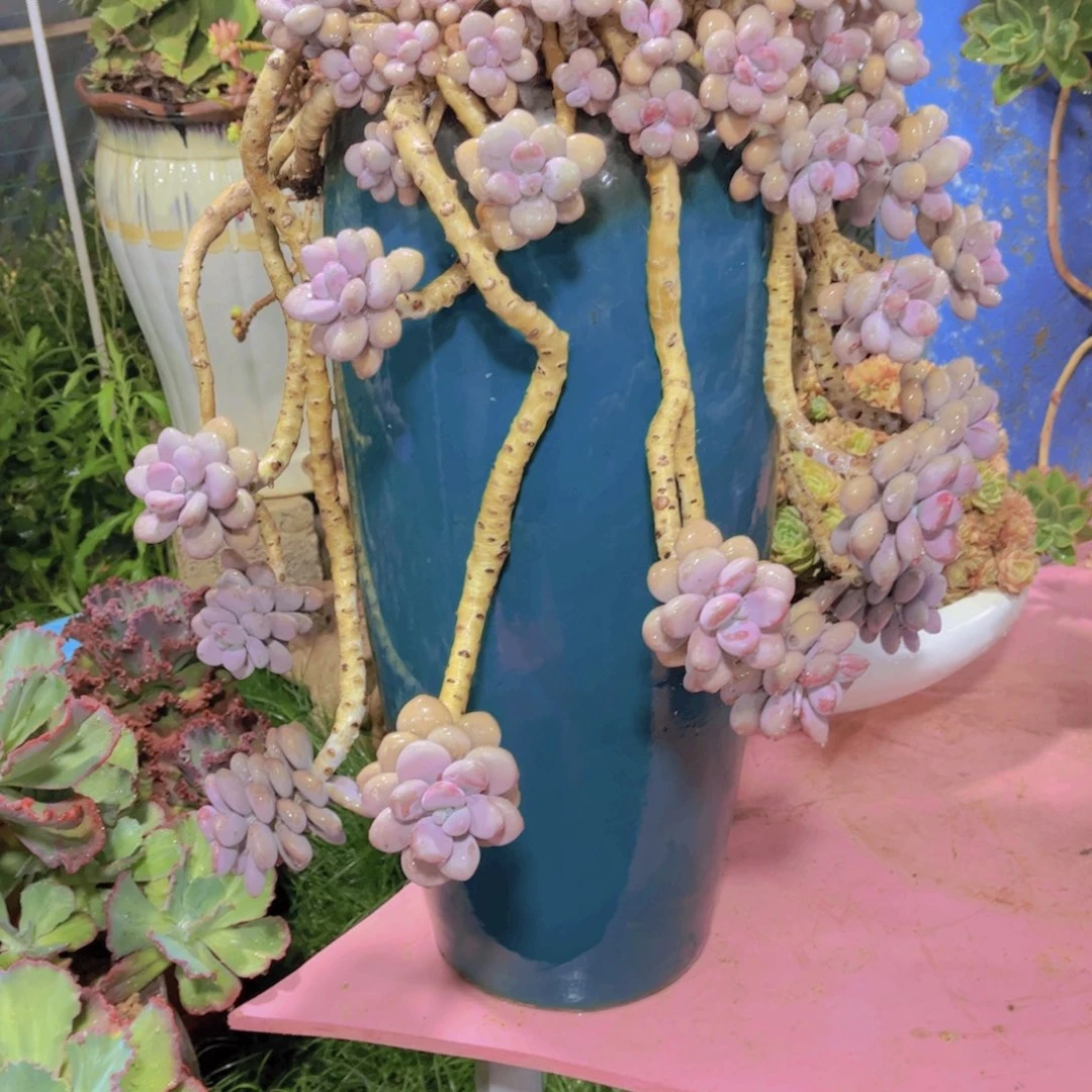 冉*多肉植物保护研究所