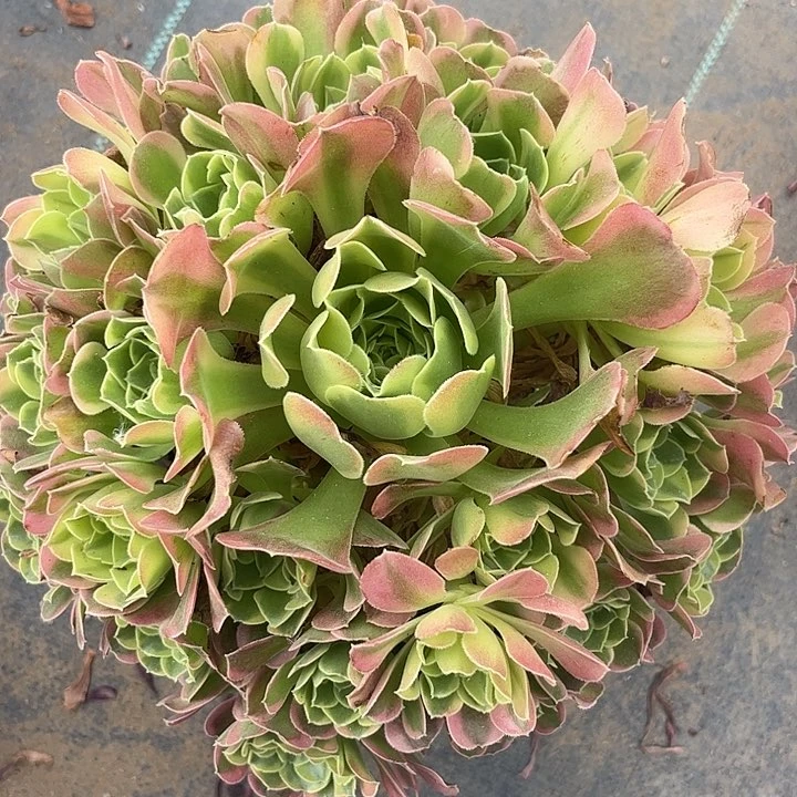 多肉植物特斯拉锦。