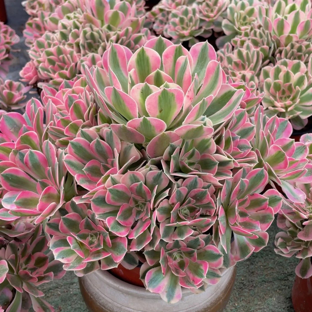 106粉女巫精品法师多肉