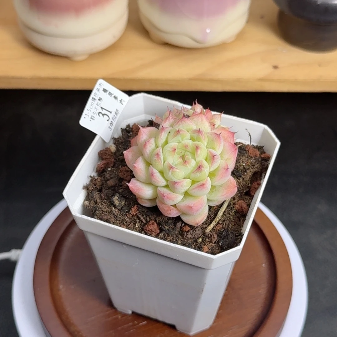 多肉一物一拍2931