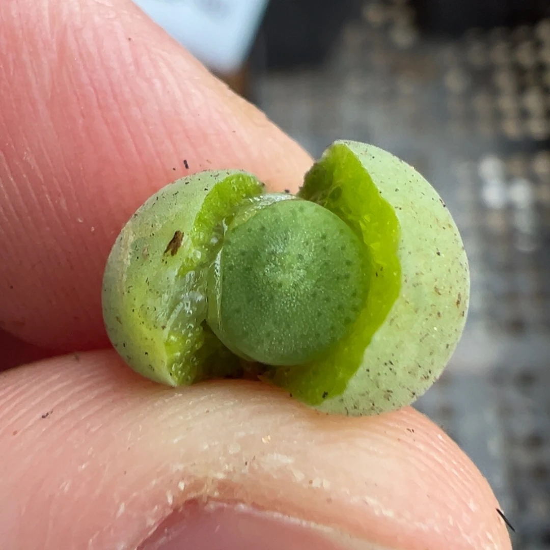 22-93量拍毛饼一颗