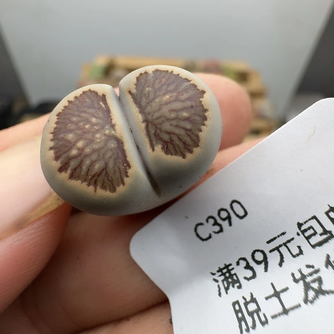 390多肉哈哈哈哈哈哈哈