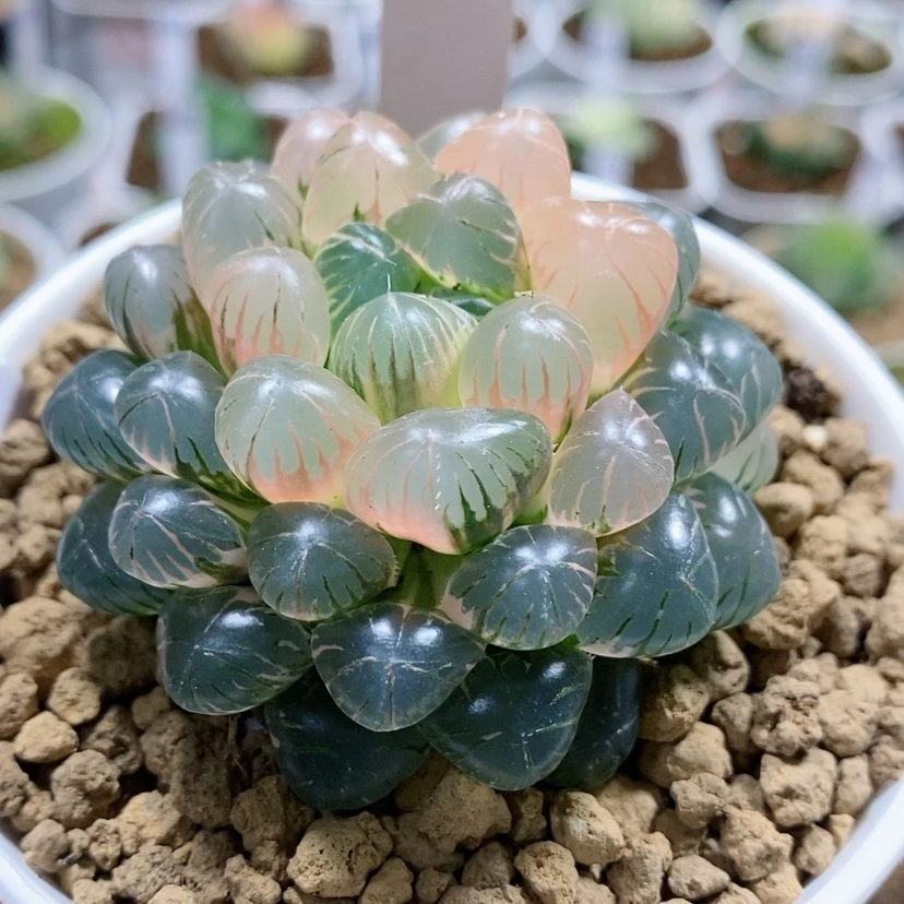 【闪购商品】17潘灯
