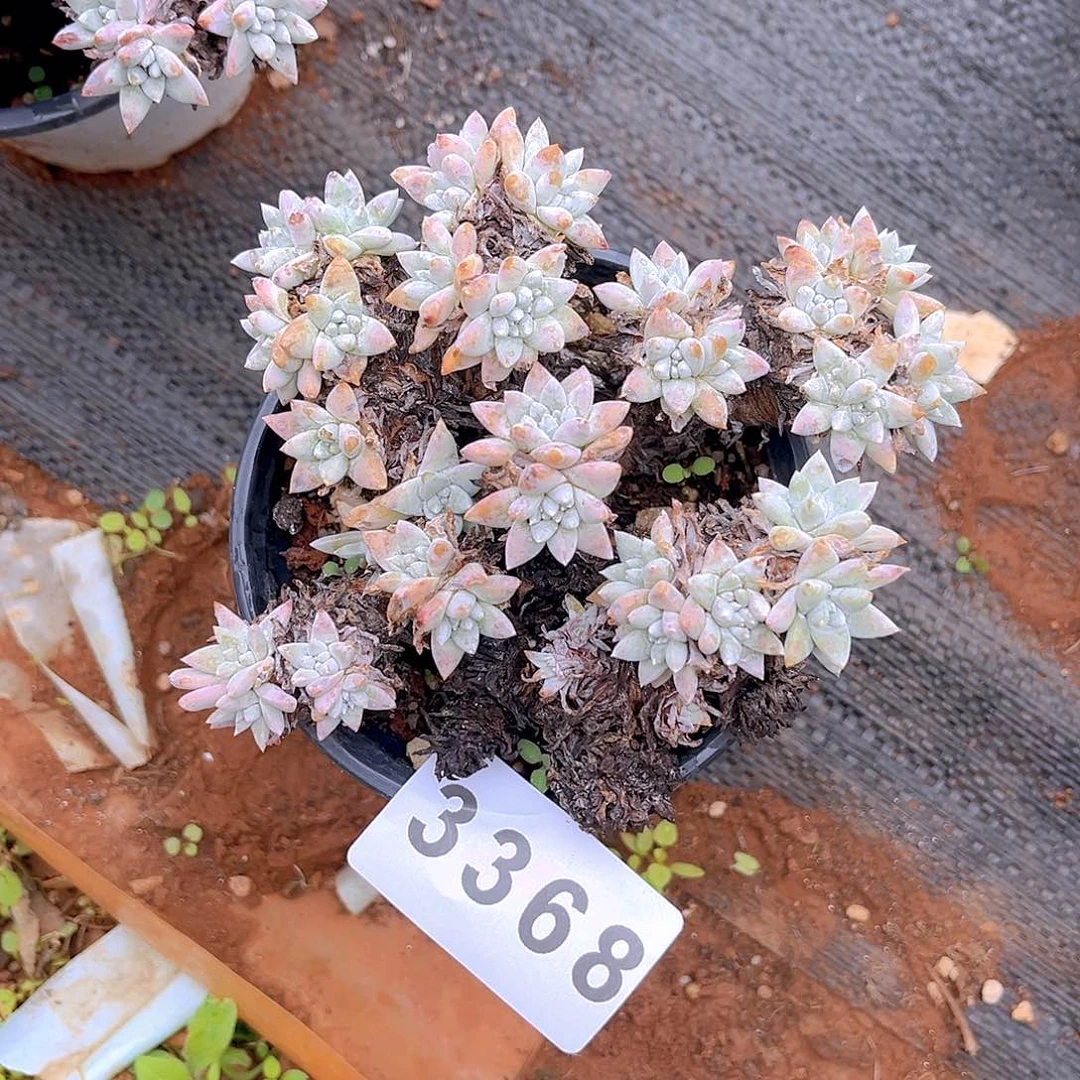 格诺马特价不售后3368