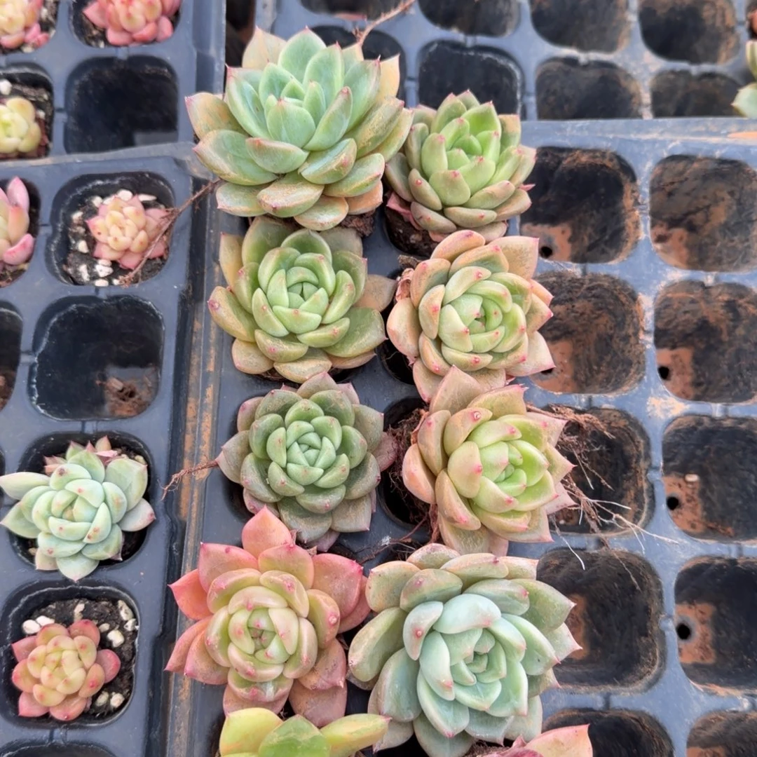 23-45绿姬绿菜十棵量拍侧门右三