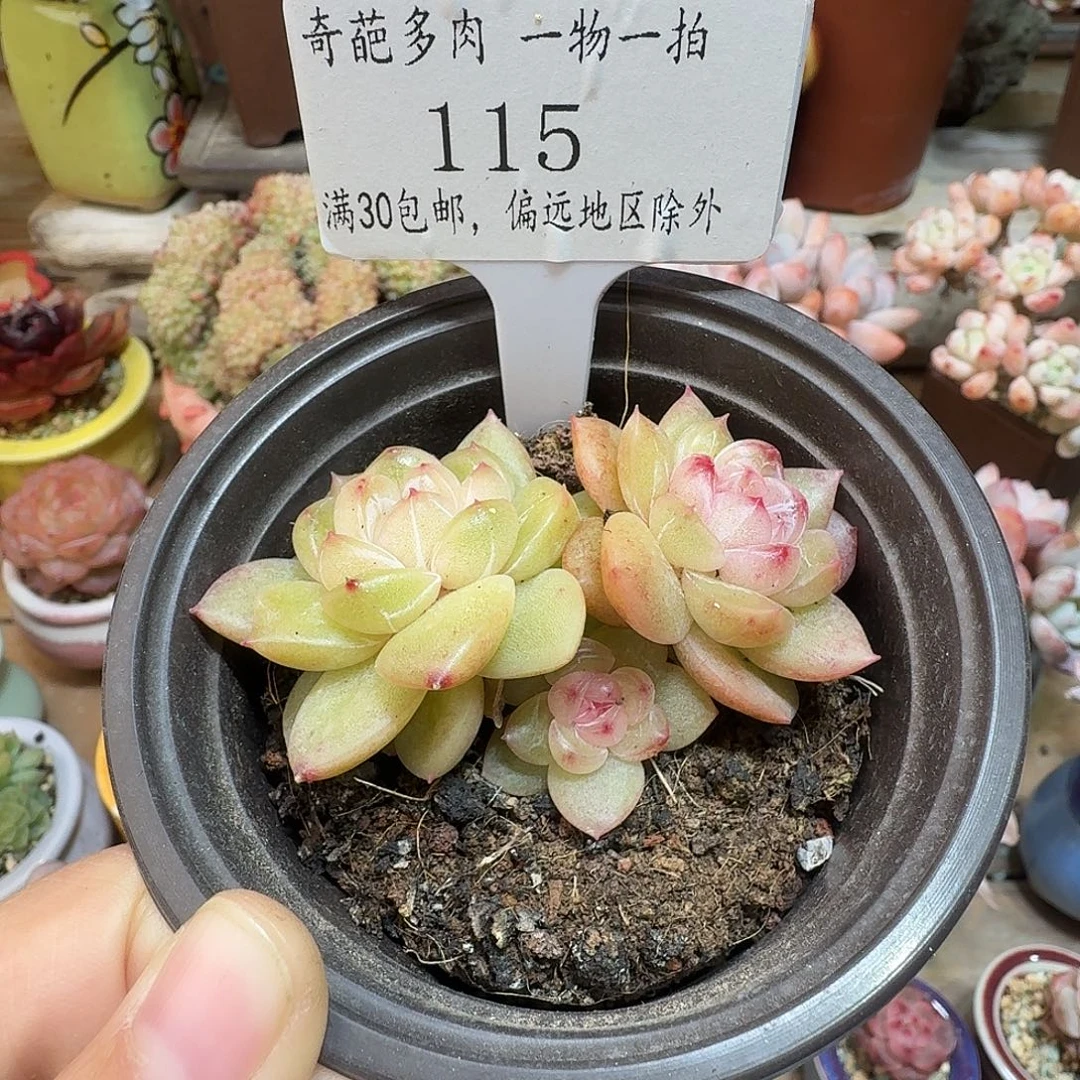 115脱土哈哈哈哈哈