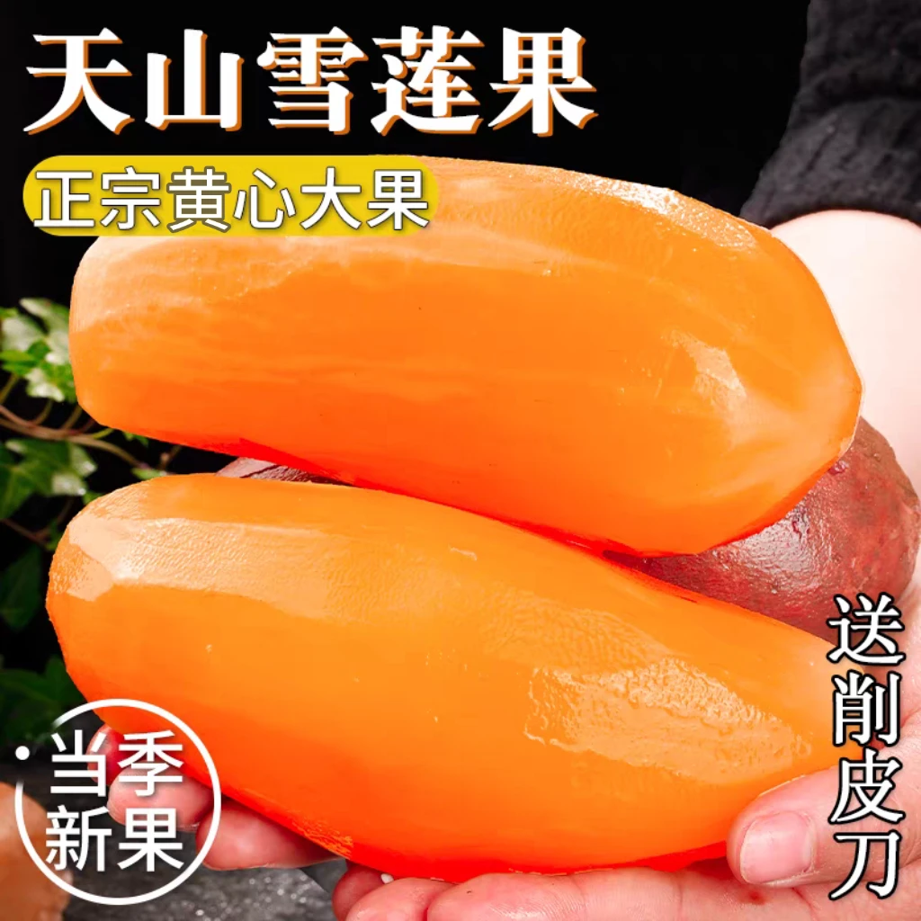 【T25年新果】云南天山雪莲果当季低糖黄肉雪莲果新鲜现挖现发