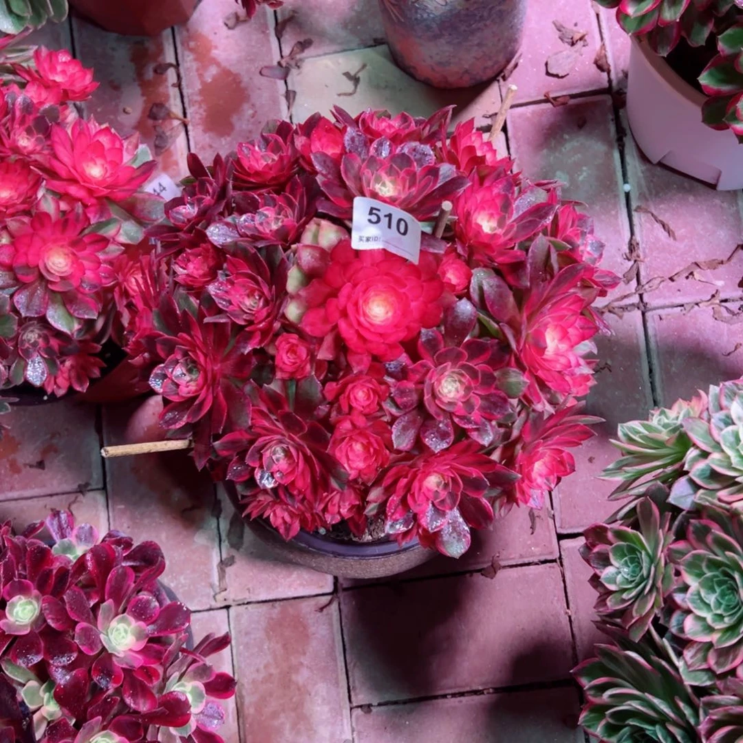 听***风510黑墨镜法师多肉植物