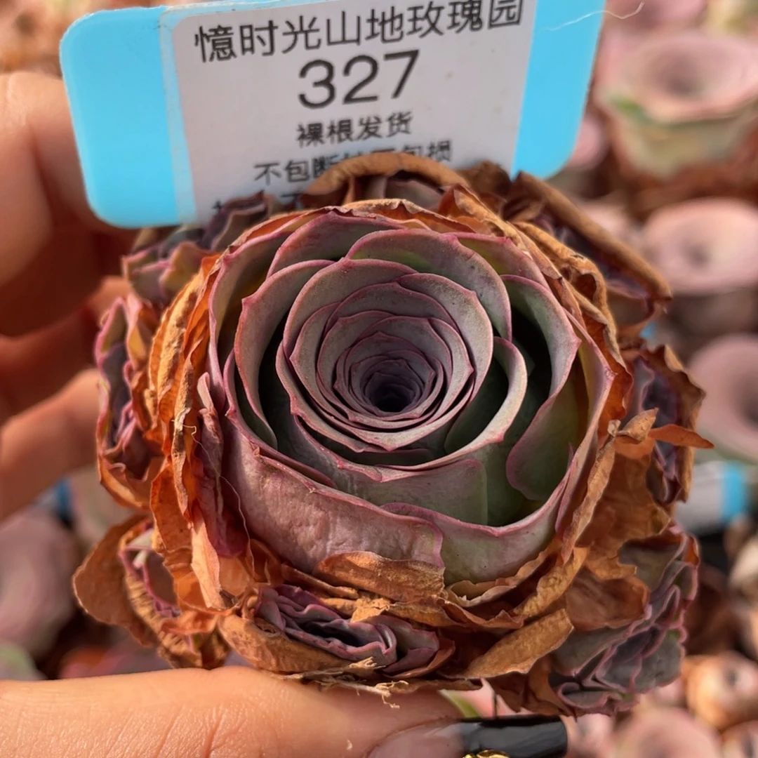 山地玫327断枝不包损不售后