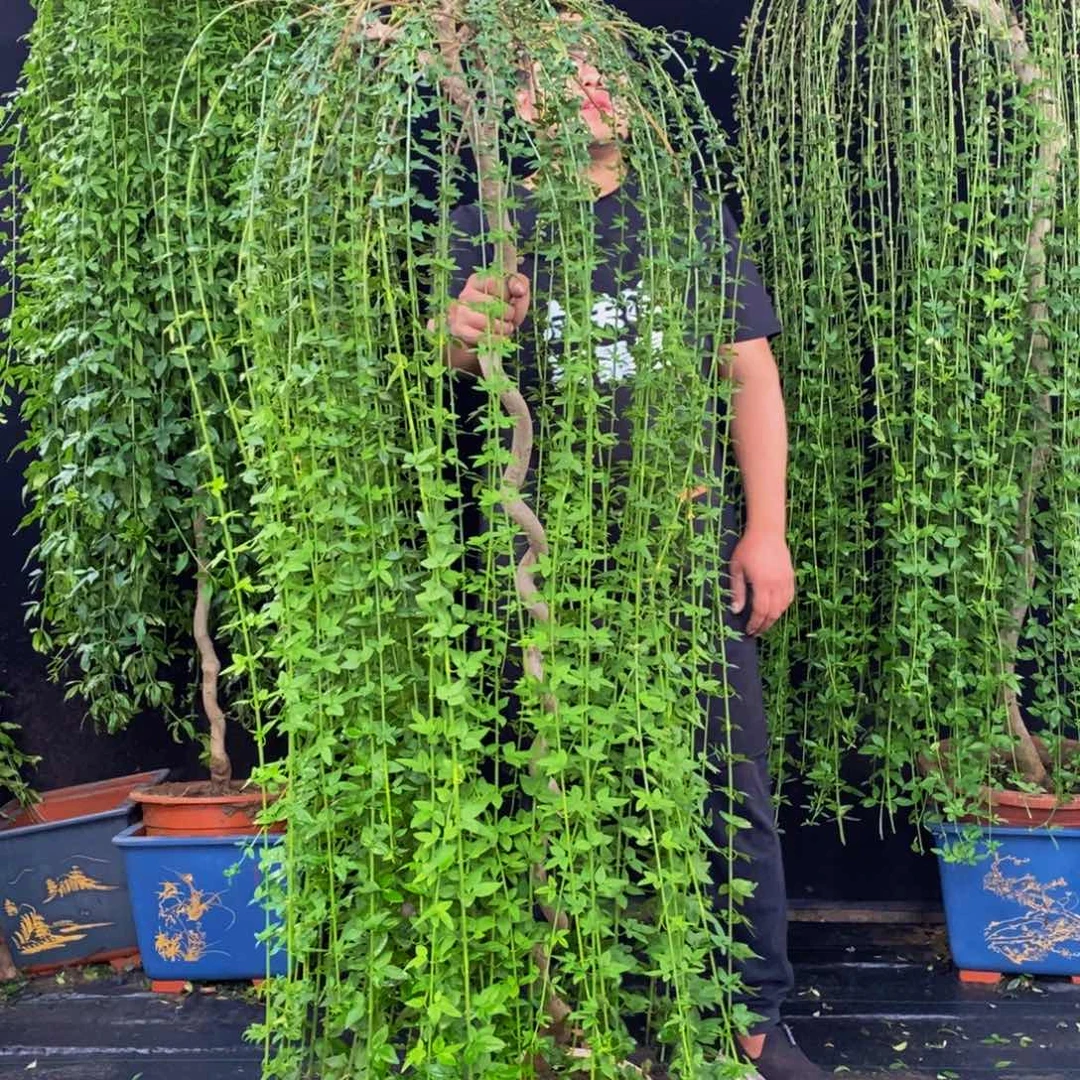 大花绿云，迎春花，高度160，会落叶