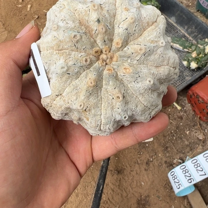木心根超白兜仙人球791号