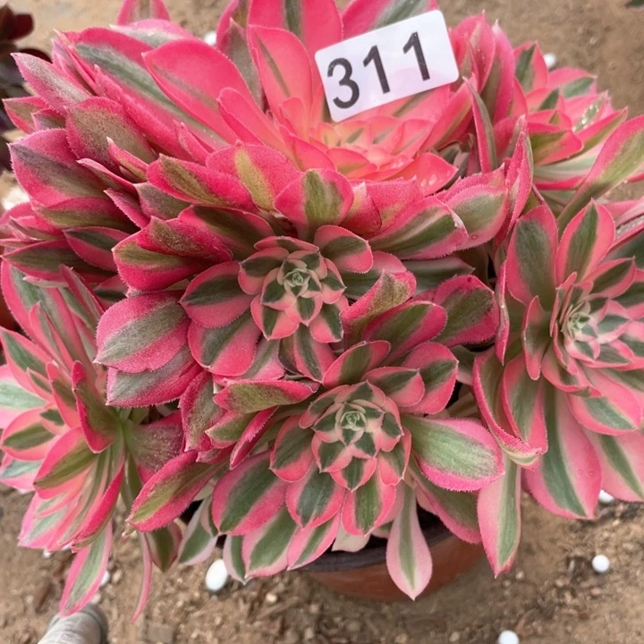 311多肉植物粉女巫