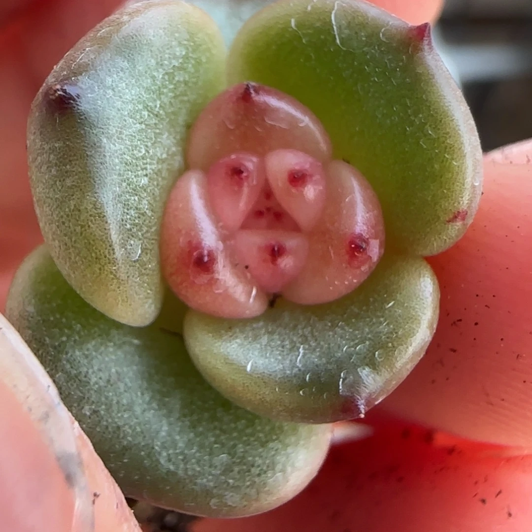 绝绝子多肉植物一颗