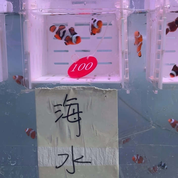 海水鱼精品毕加索2条3-4