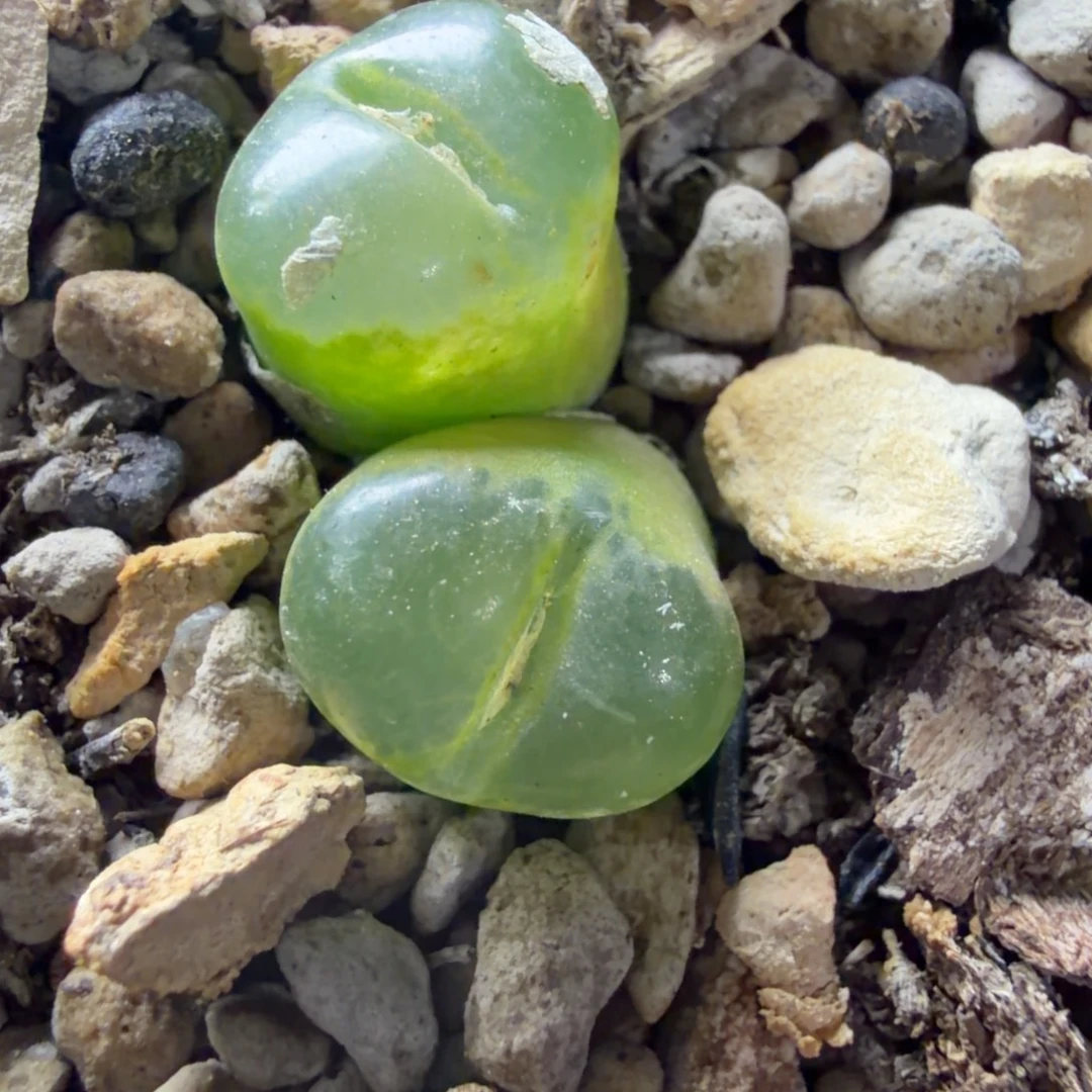 细节母本双头一盆