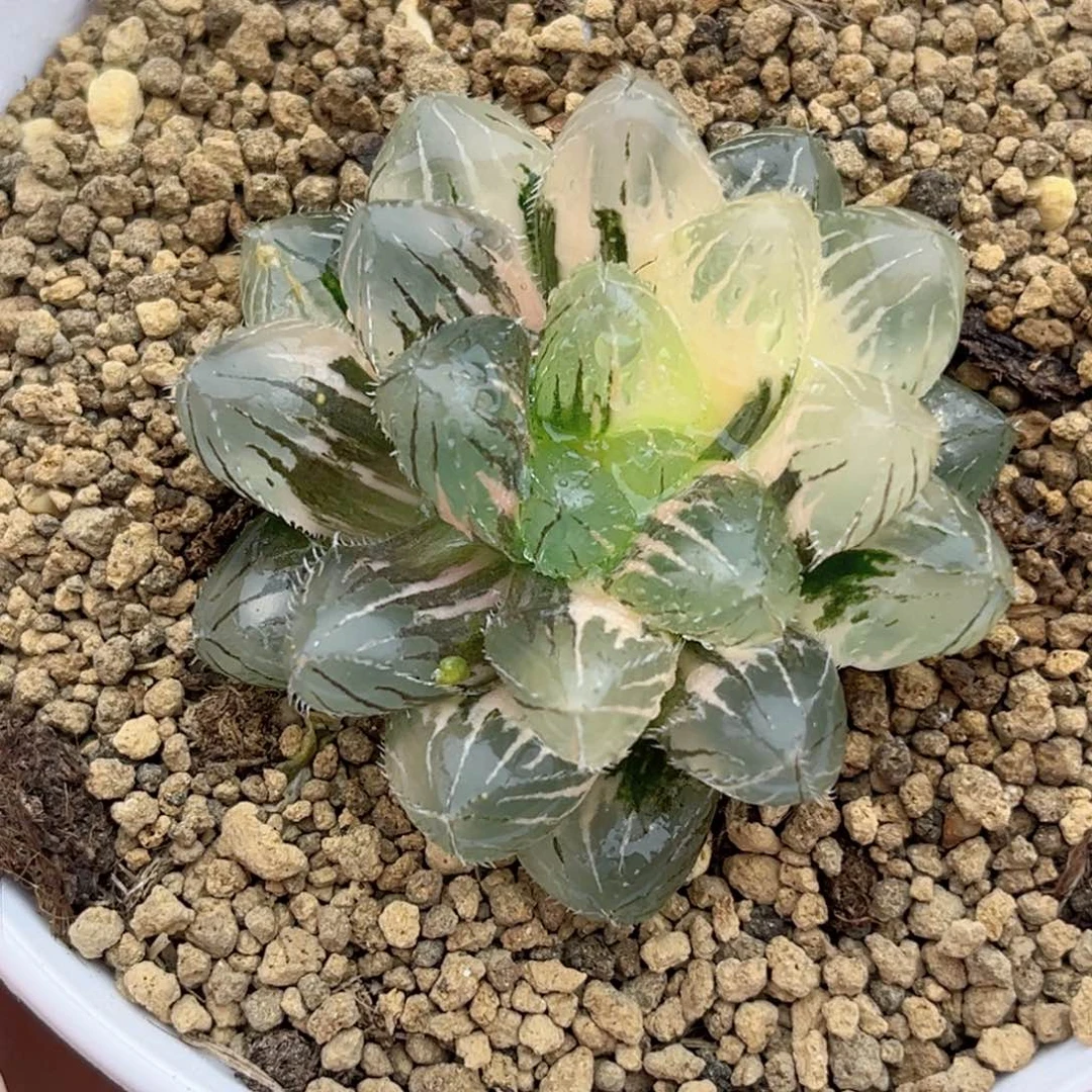 41刺线玉露锦福利专场