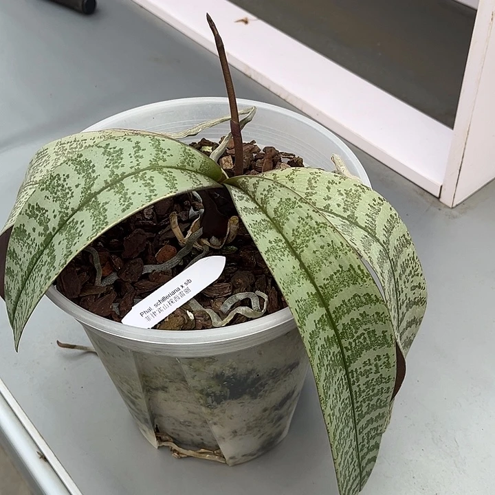 完全开放菲律宾山採西雷丽