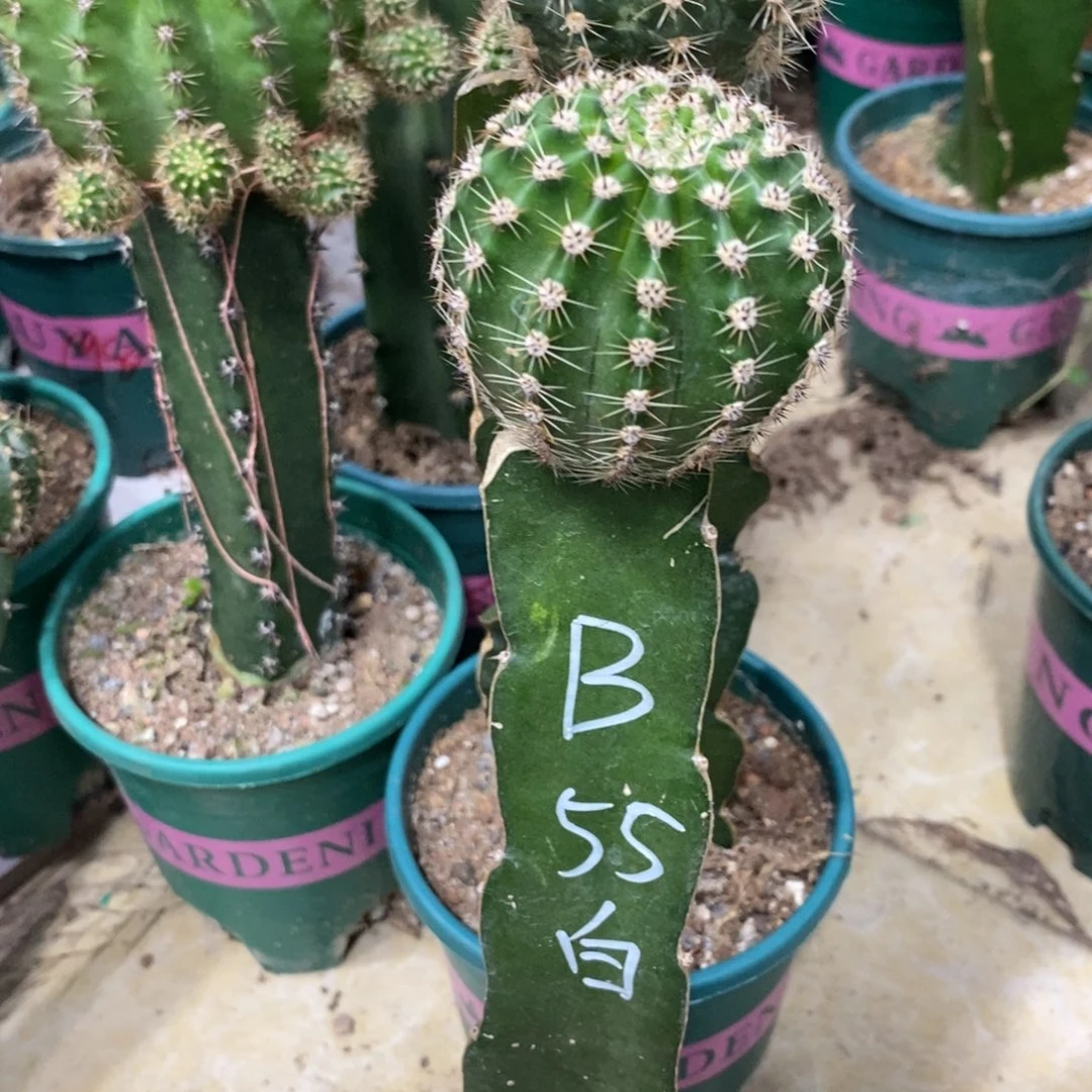 新品彩草B55号绣谱母本