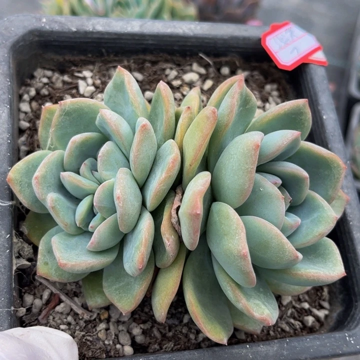 ʕ***：泡芙一颗140人的的