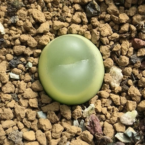 多肉肉锥 1.9Cm 大王拉登