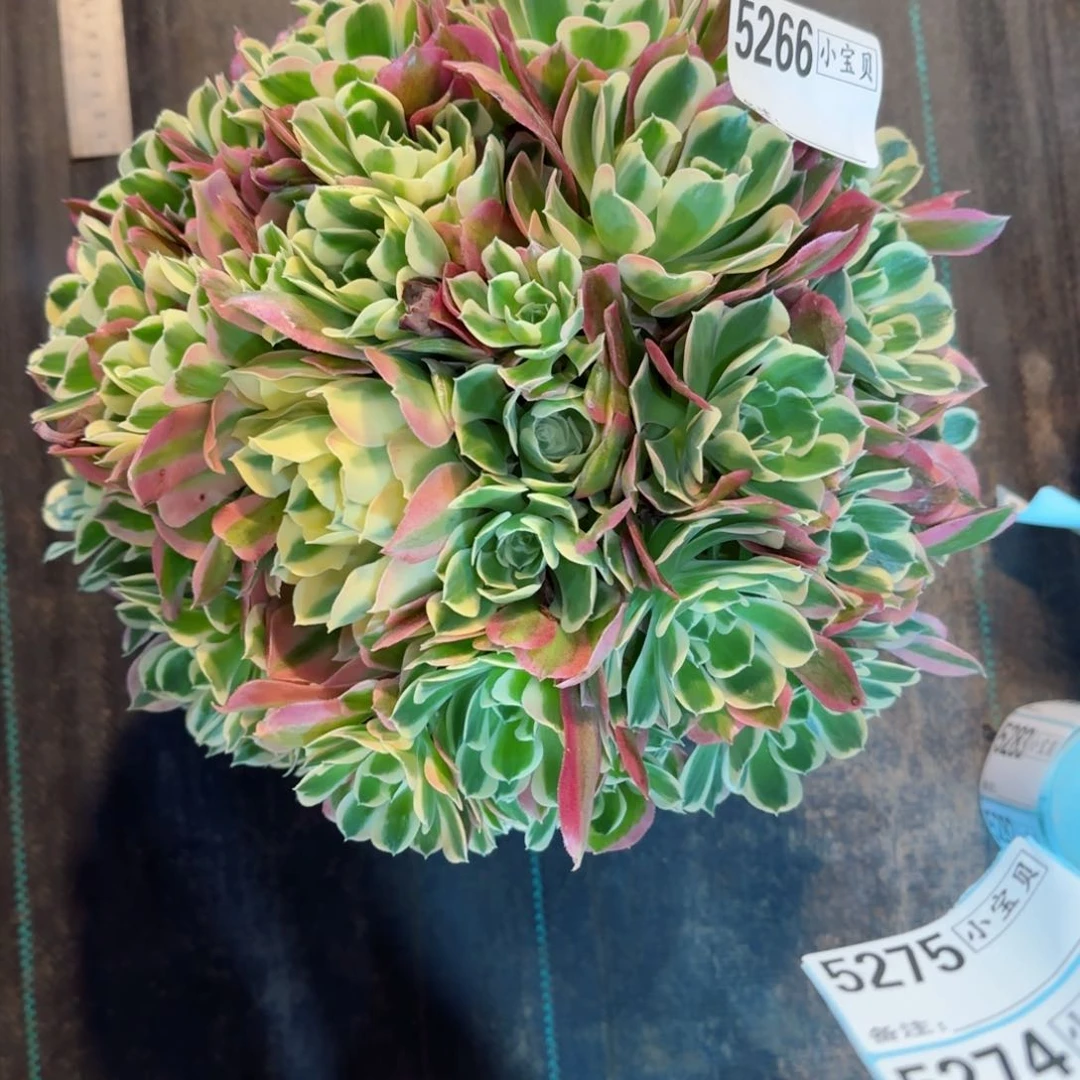 橙*子5266多肉白凤多肉