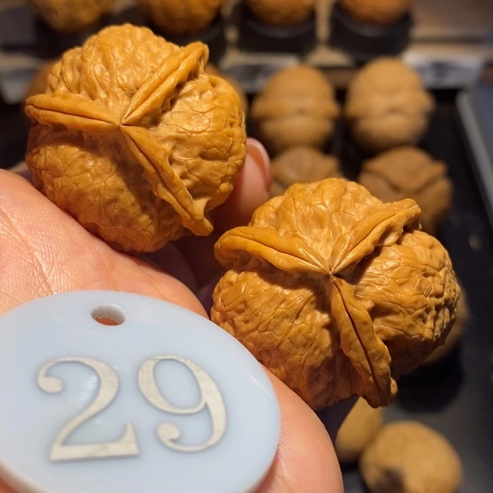 核桃磐石三棱尺寸37