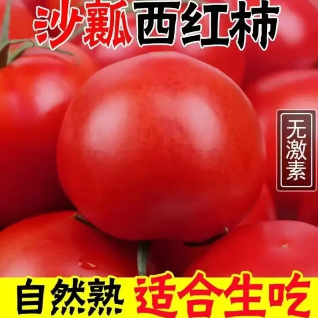 【坏果包赔】老品种沙瓤西红柿原生态新鲜水果生吃蔬菜【女神节专属】