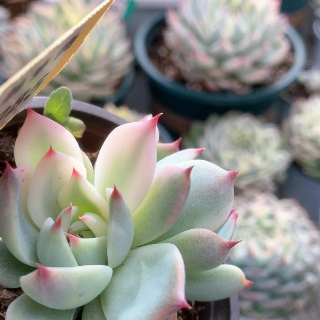 085锦锦锦锦锦锦锦锦