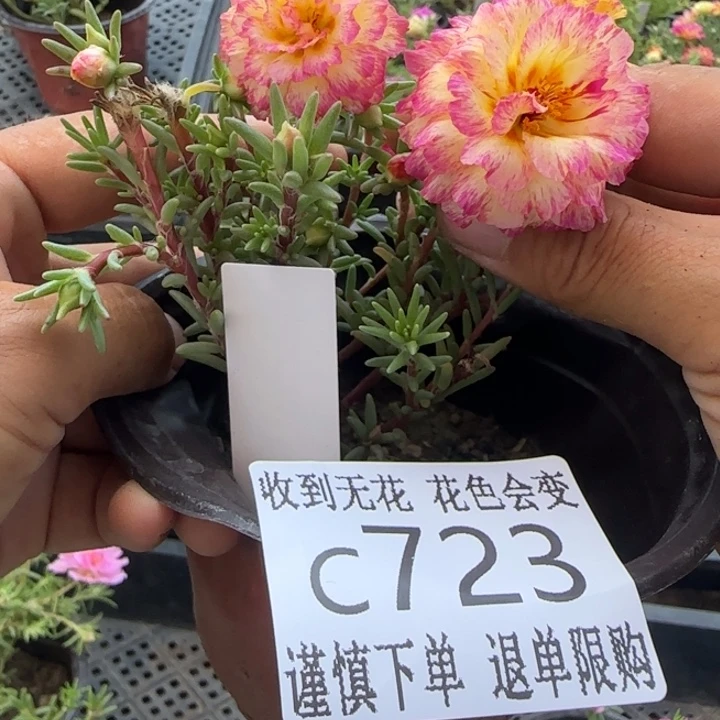 全部花朵C723超小苗盆口10cm