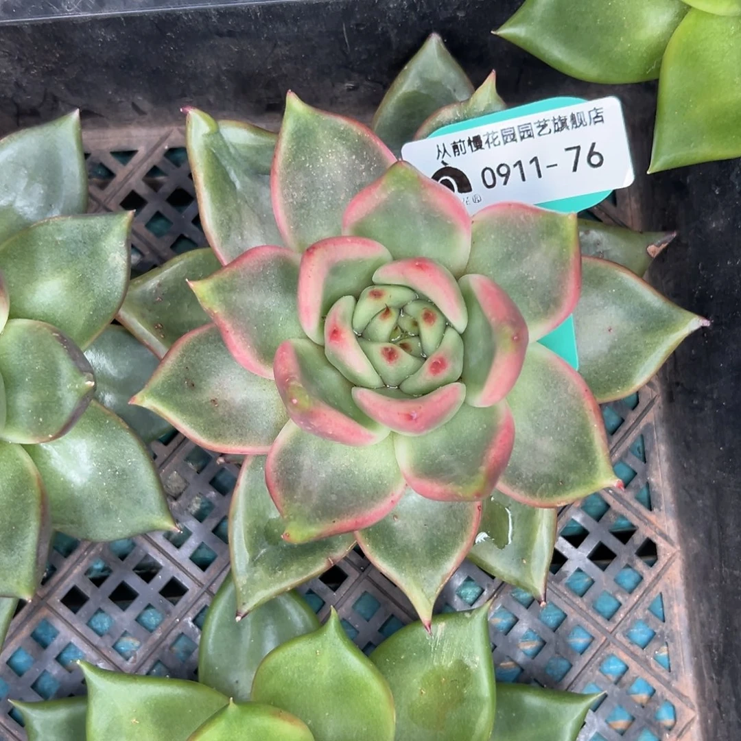 多肉一物一拍0911-76