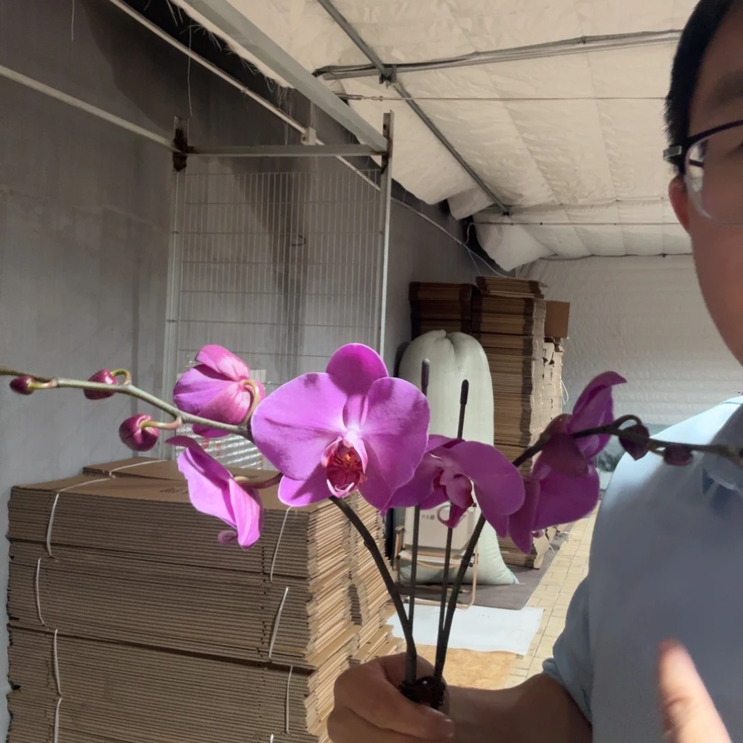 完全开放孟菲斯3.5花序长花苞多