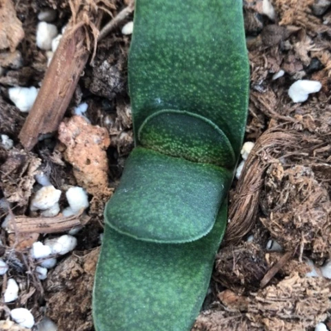 实生蜗牛蜗牛蜗牛