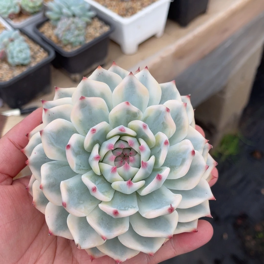 吉娃娃锦母本一物一拍