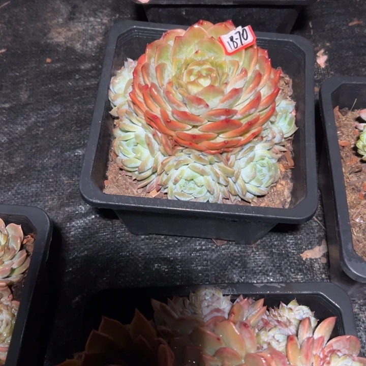 遂***姐精品多肉植物老桩