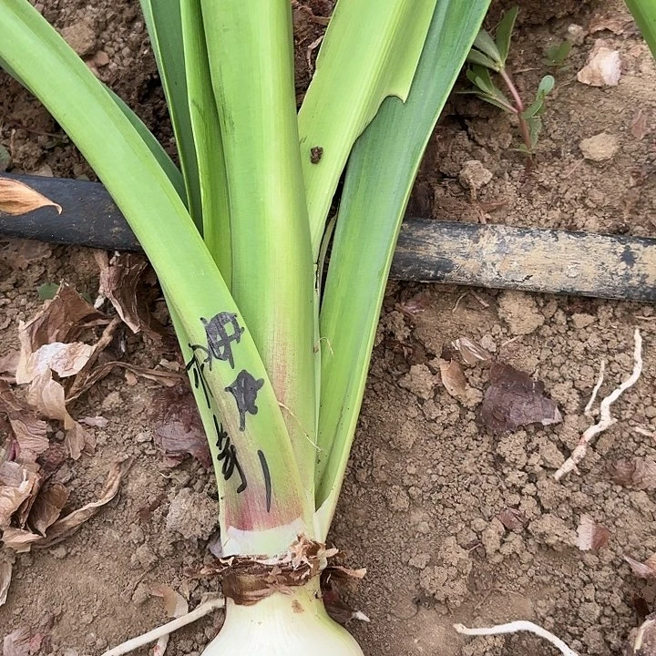 无花朵神奇一号包对版