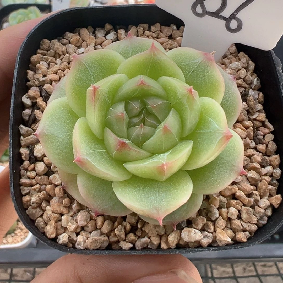 826号玉辉珍妮 晗雨多肉
