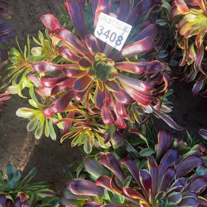 3408欧嘉莉多肉植物