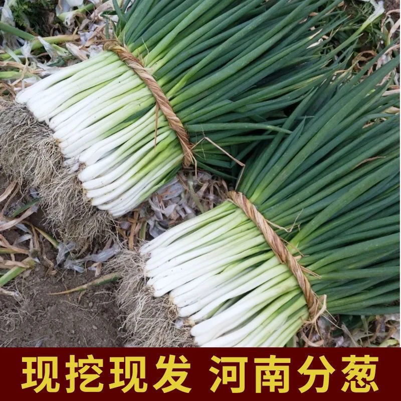 新鲜现挖河南大葱去叶去皮长白净葱农户自种