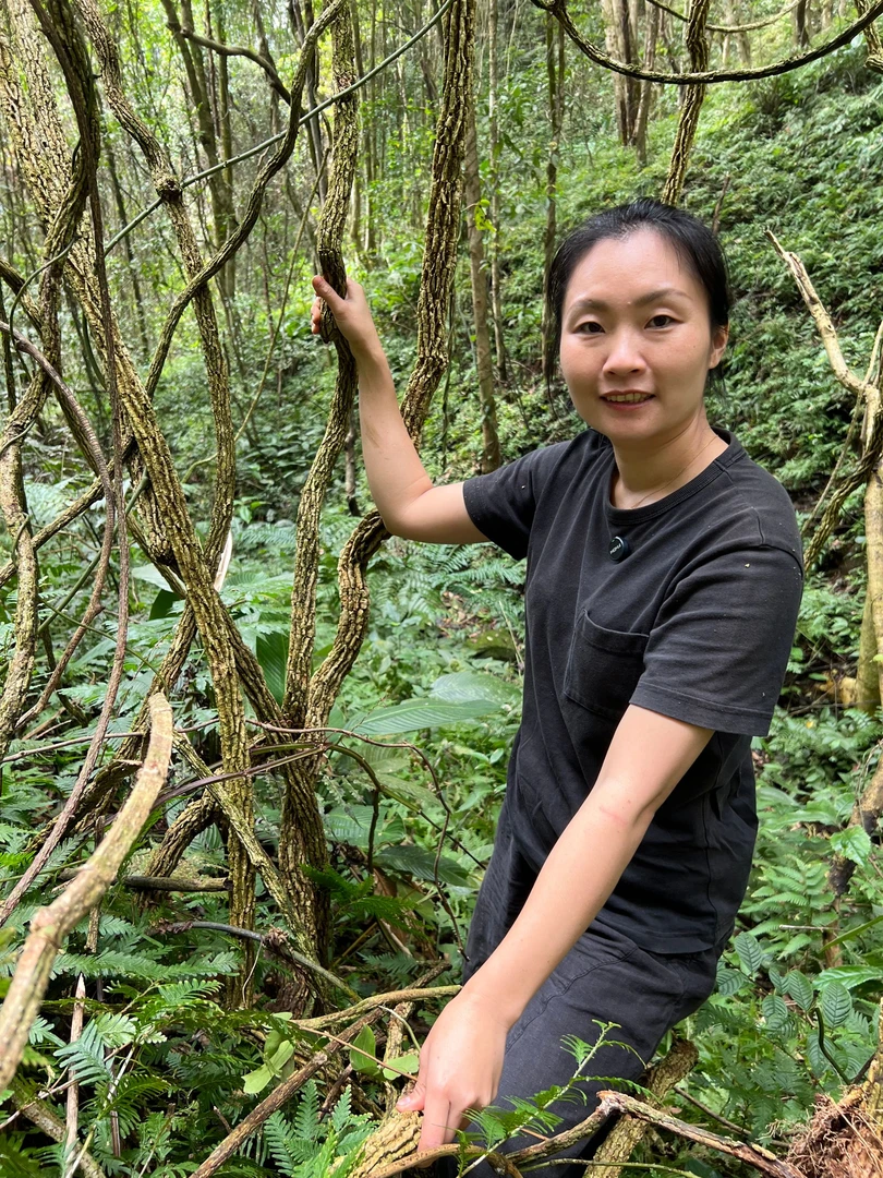 野 海风藤根 大自然生晒 煮水煲汤泡8+1