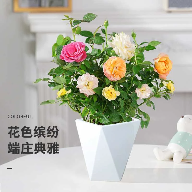 混色月季四季开花耐寒香水玫瑰老桩根树苗盆栽家用花卉绿植