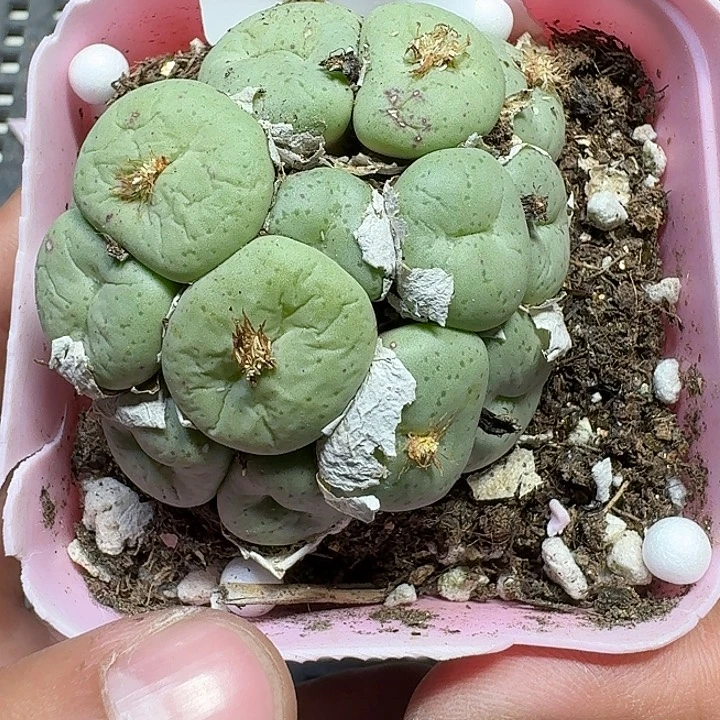 229 多肉植物多肉植物