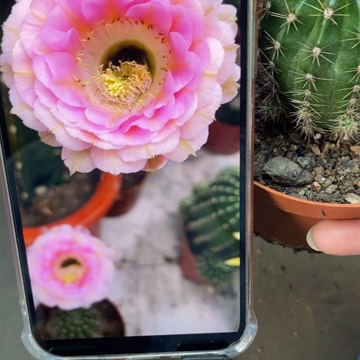 香香520带根4.5-5公分左右