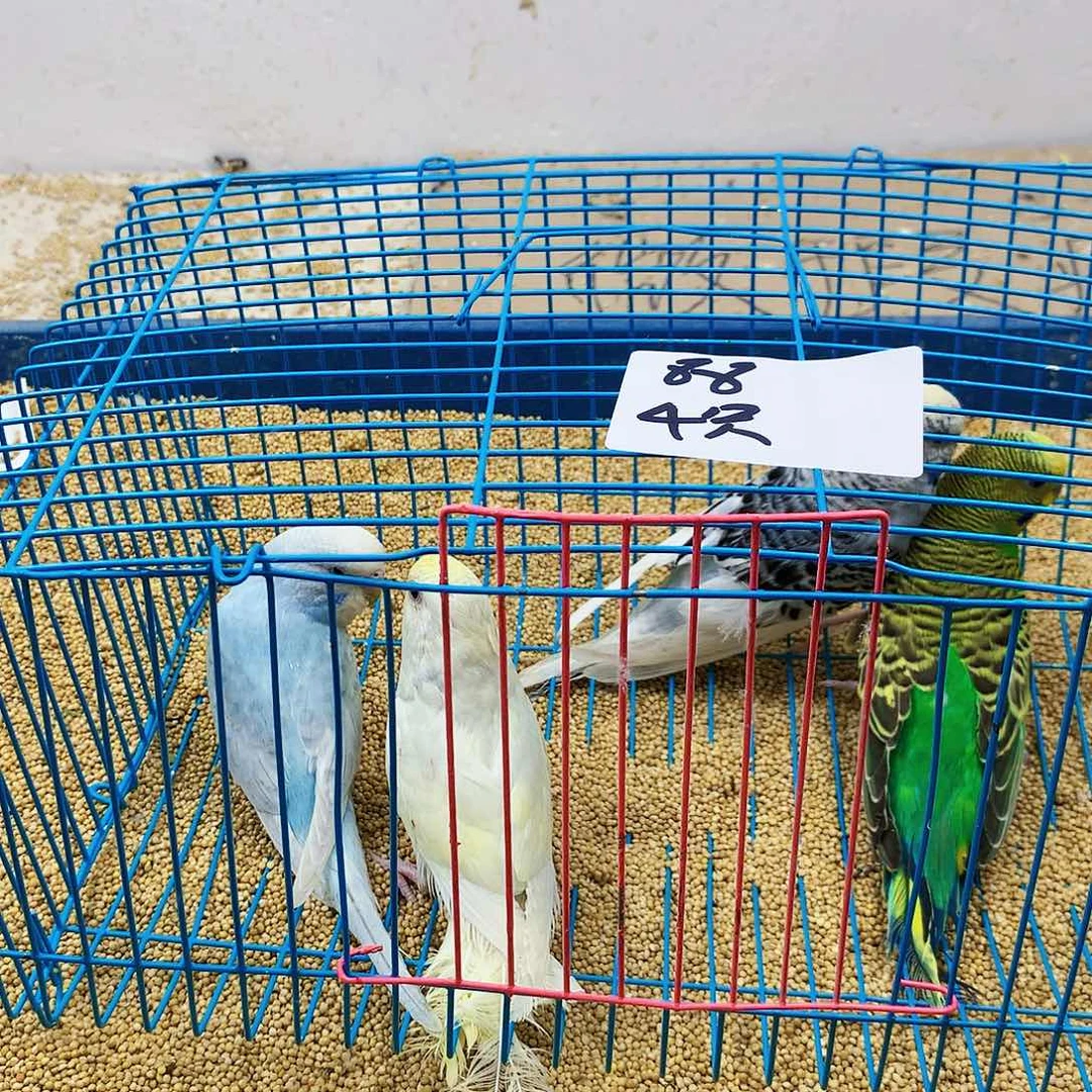 虎皮鹦鹉邪*虎皮鹦鹉
