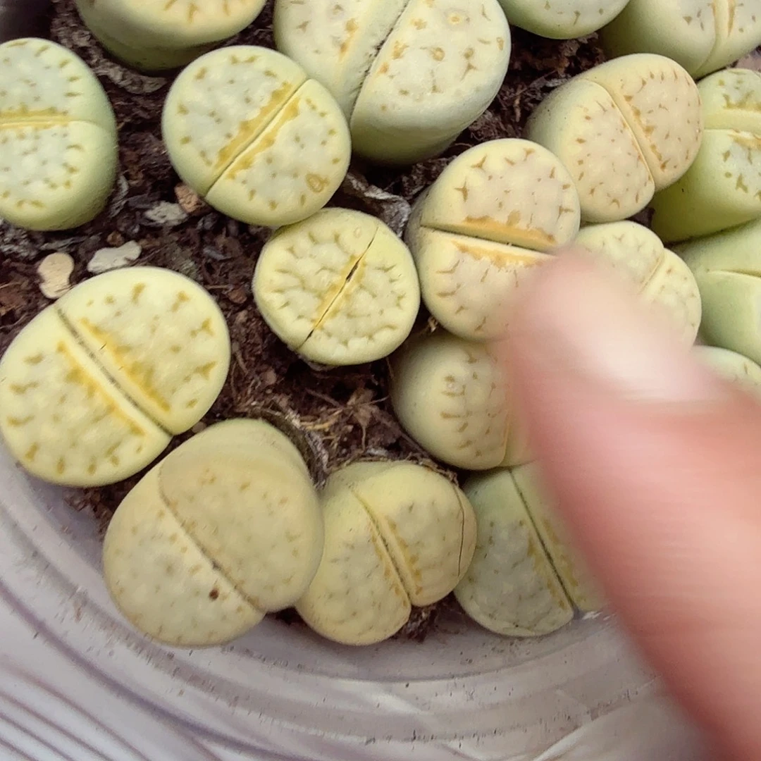 是一个充满生机盎然741好
