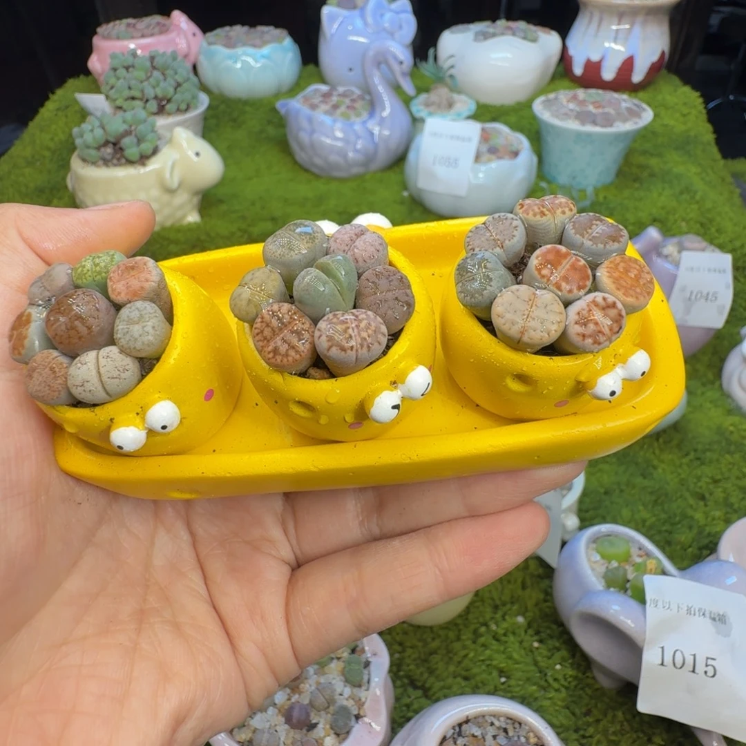 多肉植物开播福利冲1066