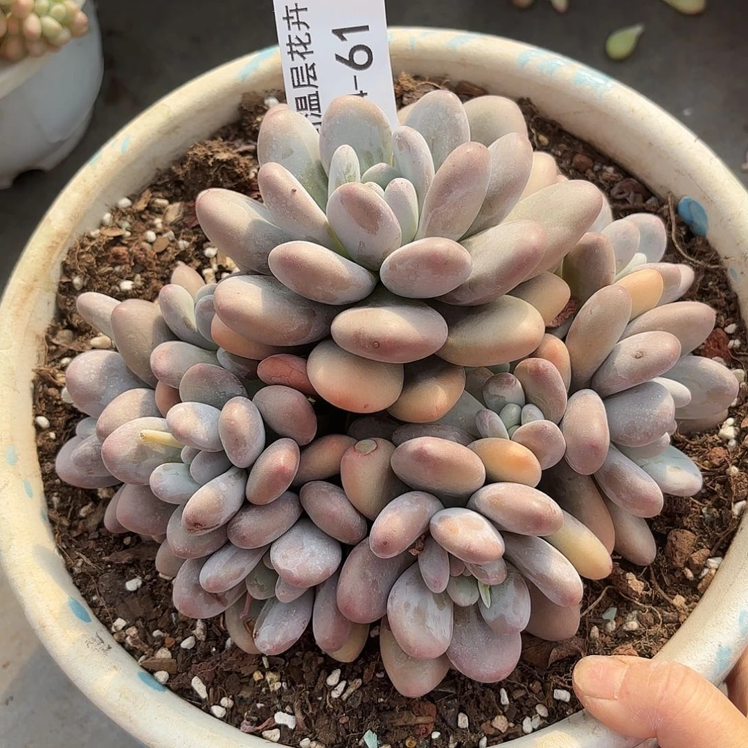 同温层多肉香水61